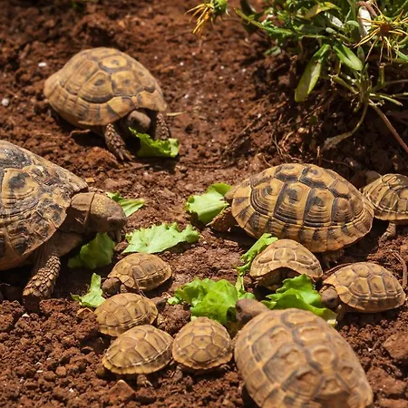 Milina Korcula Apartamento Vela Luka